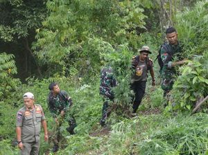 Ada 3 Hektare Ladang Ganja di Ketinggian 950 MDPL Perbukitan Tor Sihite Ada 3 Hektare Ladang Ganja di Ketinggian 950 MDPL Perbukitan Tor Sihite