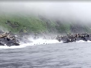 Video: Momen Kawanan Singa Laut Panik saat Gempa Guncang Kamchatka Rusia Video: Momen Kawanan Singa Laut Panik saat Gempa Guncang Kamchatka Rusia