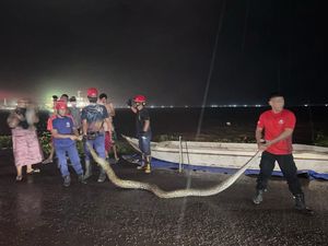 Damkar Parepare Tangkap Ular Piton 5 Meter Ngumpet di Perahu, Warga Panik Damkar Parepare Tangkap Ular Piton 5 Meter Ngumpet di Perahu, Warga Panik