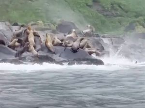 Gerombolan Singa Laut Loncat ke Air saat Gempa Dahsyat Guncang Rusia