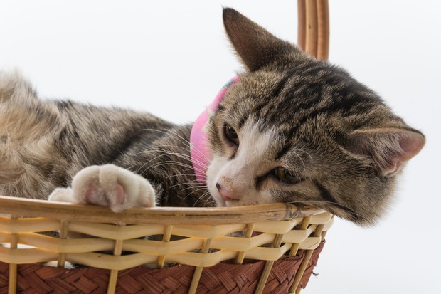 Ilustrasi/Foto: Freepik.com/topntp26 tanda rumah terpapar karbon monoksida