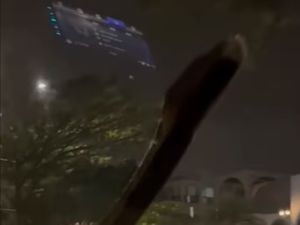Kagetnya Sopir Saat Melaju Tiba-tiba Mobil Ketiban Ular Sanca Kagetnya Sopir Saat Melaju Tiba-tiba Mobil Ketiban Ular Sanca