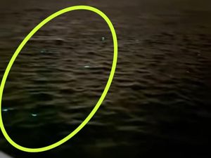 Heboh Fenomena Kilauan Cahaya dari Bakteri Vibrio di Selat Madura Heboh Fenomena Kilauan Cahaya dari Bakteri Vibrio di Selat Madura