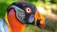 10 Burung Aneh yang Tampangnya Lebih Mirip Alien Ketimbang Hewan