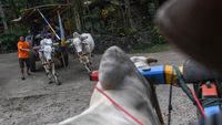 Gerobak Sapi hingga Gamelan Jadi Daya Tarik Desa Pentingsari