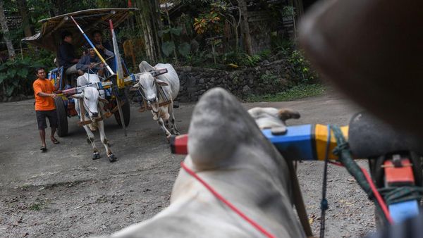 Gerobak Sapi hingga Gamelan Jadi Daya Tarik Desa Pentingsari