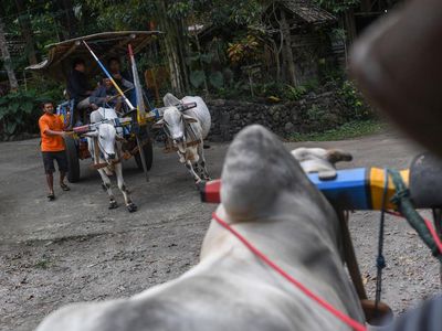 Gerobak Sapi hingga Gamelan Jadi Daya Tarik Desa Pentingsari
