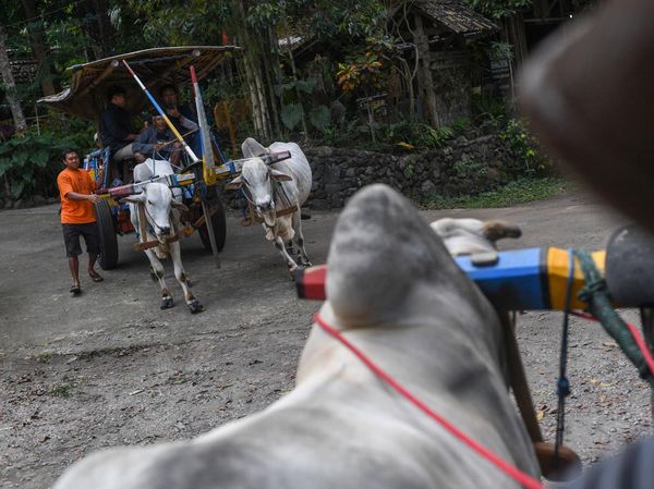 Gerobak Sapi hingga Gamelan Jadi Daya Tarik Desa Pentingsari