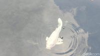 Penampakan Ikan Dewa di Cigugur Kuningan