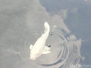 Penampakan Ikan Dewa di Cigugur Kuningan