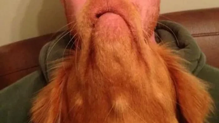 Semirib ketgan ayollarning semiz, tukli oyoqlari fotosuratlari Sekin harakatda tugaydi