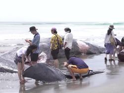 Video: Penampakan 4 Paus Mati Terdampar di Jepang seusai Gempa Rusia
