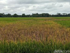 Ratusan Hektare Sawah di Trenggalek Terancam Gagal Panen gegara Wereng Ratusan Hektare Sawah di Trenggalek Terancam Gagal Panen gegara Wereng