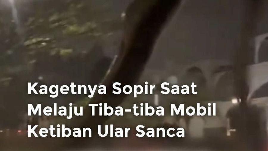 Video: Kaget! Lagi Melaju, Tiba-tiba Mobil Ketimpa Ular Sanca