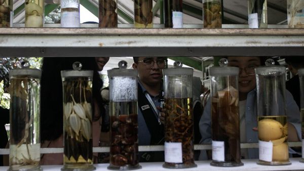Mengenal Obat Tradisional Lewat Eduwisata Tanaman Herbal di Karanganyar