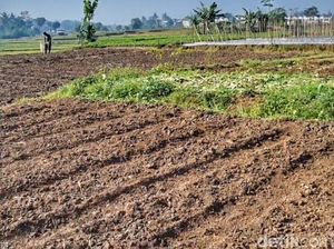 Kala 8,6 Hektare Lahan Tidur Kembali Produktif di Bandung Kala 8,6 Hektare Lahan Tidur Kembali Produktif di Bandung