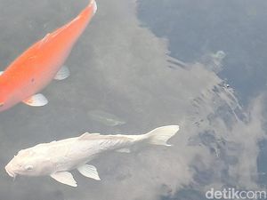 Kisah Ikan Dewa Cigugur Kuningan: Mitos Jelmaan Petapa Kini Jadi Wisata Kisah Ikan Dewa Cigugur Kuningan: Mitos Jelmaan Petapa Kini Jadi Wisata
