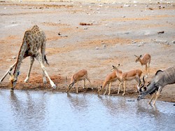Taman Nasional Namibia Kebakaran, Ratusan Tentara dan Helikopter Dikirim