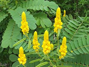 Manfaat Daun Ketepeng, Obati Kurap hingga Masalah Kulit Lainnya secara Alami Manfaat Daun Ketepeng, Obati Kurap hingga Masalah Kulit Lainnya secara Alami