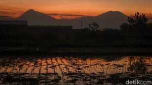 Cantiknya Gunung Merapi-Merbabu Dipotret Saat Senja