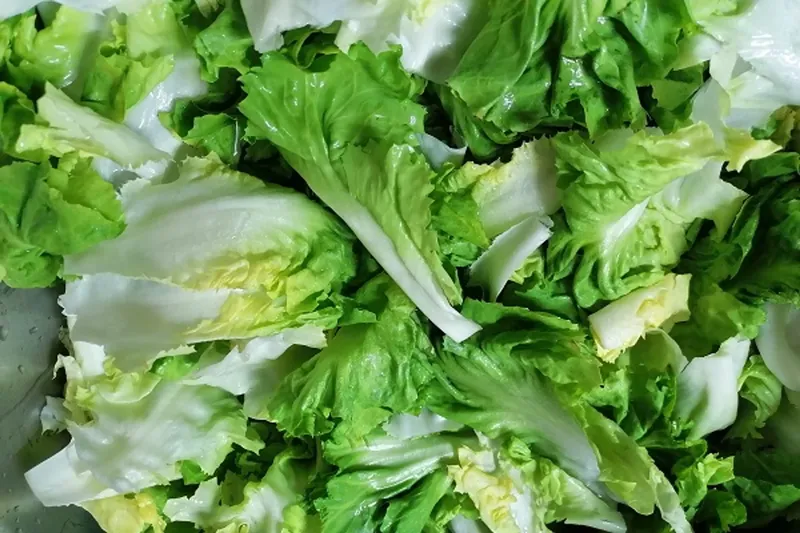 Jenis selada/lettuce