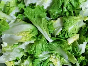 Wabah Parasit Selada Melonjak di AS, Lebih dari 6.000 Orang Terinfeksi-Picu Korban Jiwa