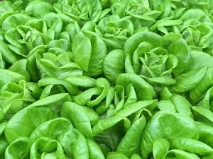 Sering Bikin Bingung, Ini Lho 10 Jenis Selada dan Kegunaannya