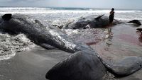 Penampakan Empat Bangkai Paus Terdampar di Pantai Chiba Jepang