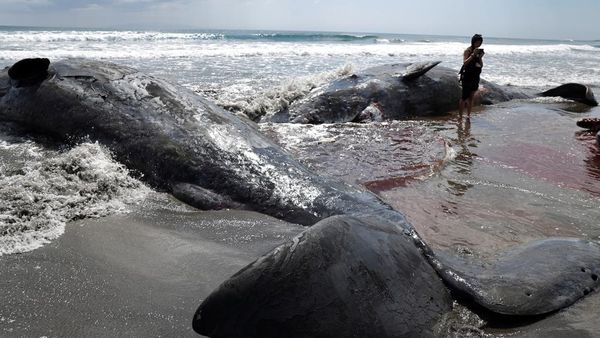 Penampakan Empat Bangkai Paus Terdampar di Pantai Chiba Jepang