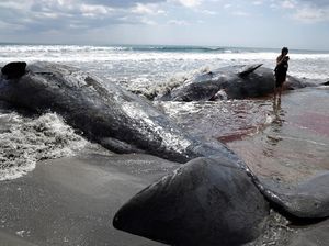 Penampakan Empat Bangkai Paus Terdampar di Pantai Chiba Jepang Penampakan Empat Bangkai Paus Terdampar di Pantai Chiba Jepang