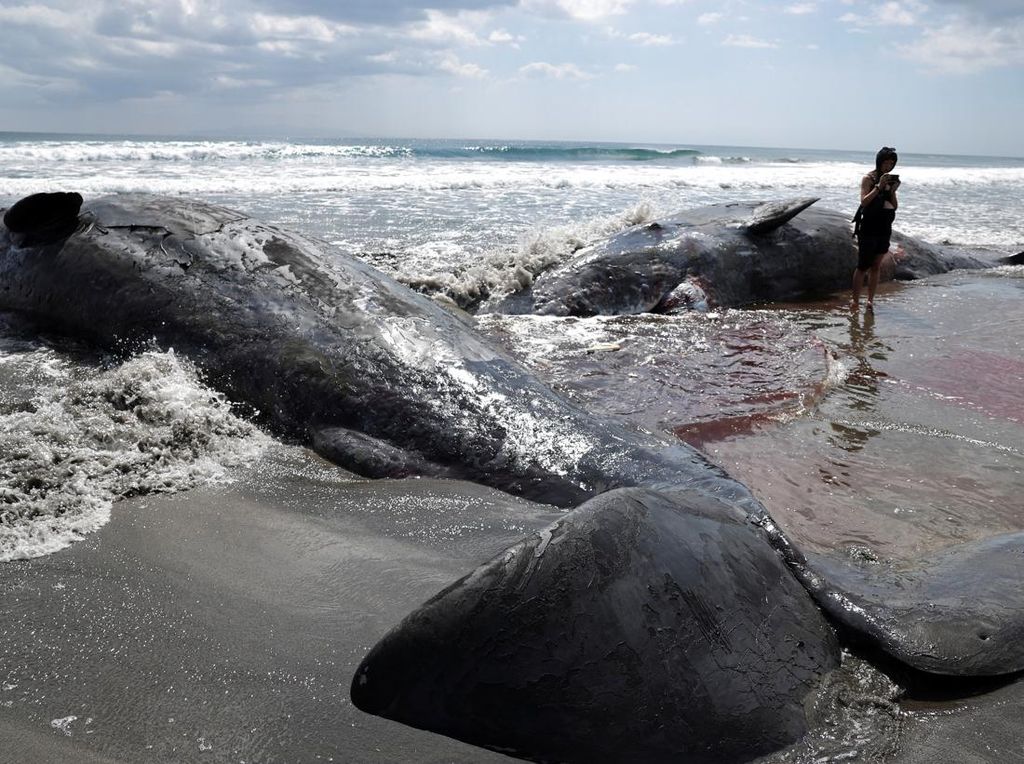 Penampakan Empat Bangkai Paus Terdampar di Pantai Chiba Jepang Penampakan Empat Bangkai Paus Terdampar di Pantai Chiba Jepang