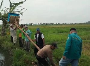 Atasi Hama Tikus, Petani Musi Rawas Pasang Rubuha di Tengah Sawah Atasi Hama Tikus, Petani Musi Rawas Pasang Rubuha di Tengah Sawah