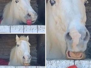 12 Foto Hewan Lucu dan Absurd yang Ada di Internet, Udah Lihat Belum? 12 Foto Hewan Lucu dan Absurd yang Ada di Internet, Udah Lihat Belum?
