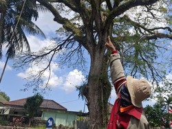 Dua Peserta Jalan Santai di Bangkalan Tertimpa Dahan Pohon, 1 Tewas
