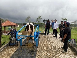 27 Ribu Sapi Perah Impor Masuk Indonesia demi Kebut Produksi Susu