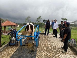 27 Ribu Sapi Perah Impor Masuk Indonesia demi Kebut Produksi Susu 27 Ribu Sapi Perah Impor Masuk Indonesia demi Kebut Produksi Susu