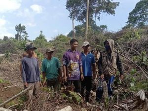 Hutan Lereng Gunung Tambora Dibabat, Sumber Air-Kebun Kopi Warga Hilang Hutan Lereng Gunung Tambora Dibabat, Sumber Air-Kebun Kopi Warga Hilang