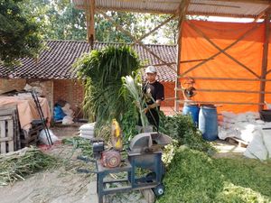 Kisah Pengusaha Pakan Ternak Kembangkan Bisnis Lewat KUR BRI Kisah Pengusaha Pakan Ternak Kembangkan Bisnis Lewat KUR BRI