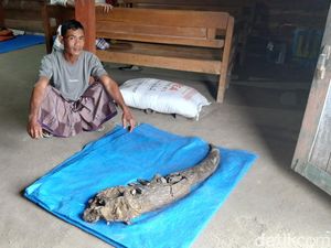 Warga Blora Temukan Tanduk Ukuran Jumbo, Diduga dari Hewan Purba