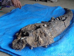 Fosil Kerbau Purba Blora Diperkirakan Berusia 200 Ribu Tahun