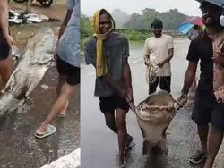 Penampakan Ikan Lele Setan Raksasa 170 Kg Diangkat 3 Orang