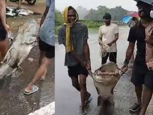 Edan! Ikan Lele Setan Raksasa 170 Kg Berhasil Ditangkap Edan! Ikan Lele Setan Raksasa 170 Kg Berhasil Ditangkap