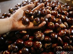 Jengkol Luwu Utara Kuasai Pasar Jakarta, Nilai Jualnya Tembus Rp 82,5 M!