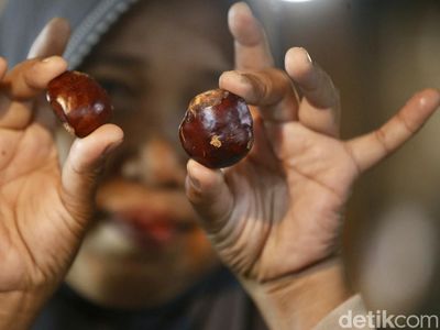 Jengkol Langka, Kini Tembus Rp 120ribu Nyaris Setara Daging Sapi