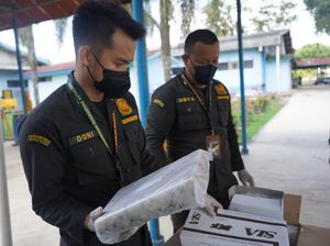 Belasan Ton Udang Black Tiger Beku Asal Sumsel di Ekspor ke Jepang Belasan Ton Udang Black Tiger Beku Asal Sumsel di Ekspor ke Jepang