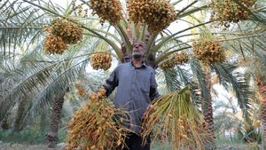 Pohon-pohon Kurma Ini Tetap Tumbuh di Tengah Kekeringan