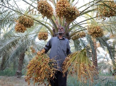 Pohon-pohon Kurma Ini Tetap Tumbuh di Tengah Kekeringan