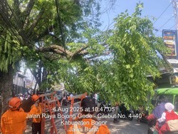 Pohon Tumbang di Depan Stasiun Cilebut Bogor, Sempat Tutup Jalan