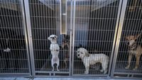 Puluhan Anjing-Kucing Penuhi Penampungan Akibat Pemilik Dideportasi