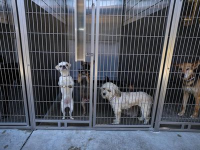 Puluhan Anjing-Kucing Penuhi Penampungan Akibat Pemilik Dideportasi